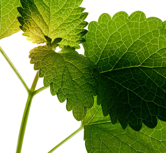 Lemon balm-Organic lemon balm-Melissa officinalis leaf extract